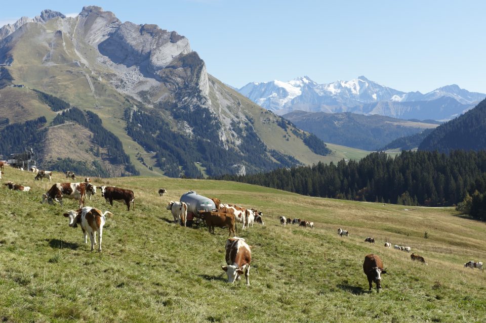 Un troupeau de vaches en montagne participe à l’entretien des pistes de ski