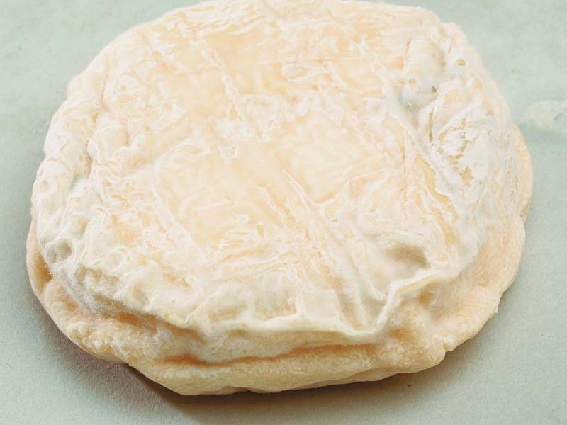 Chèvre des Alpilles