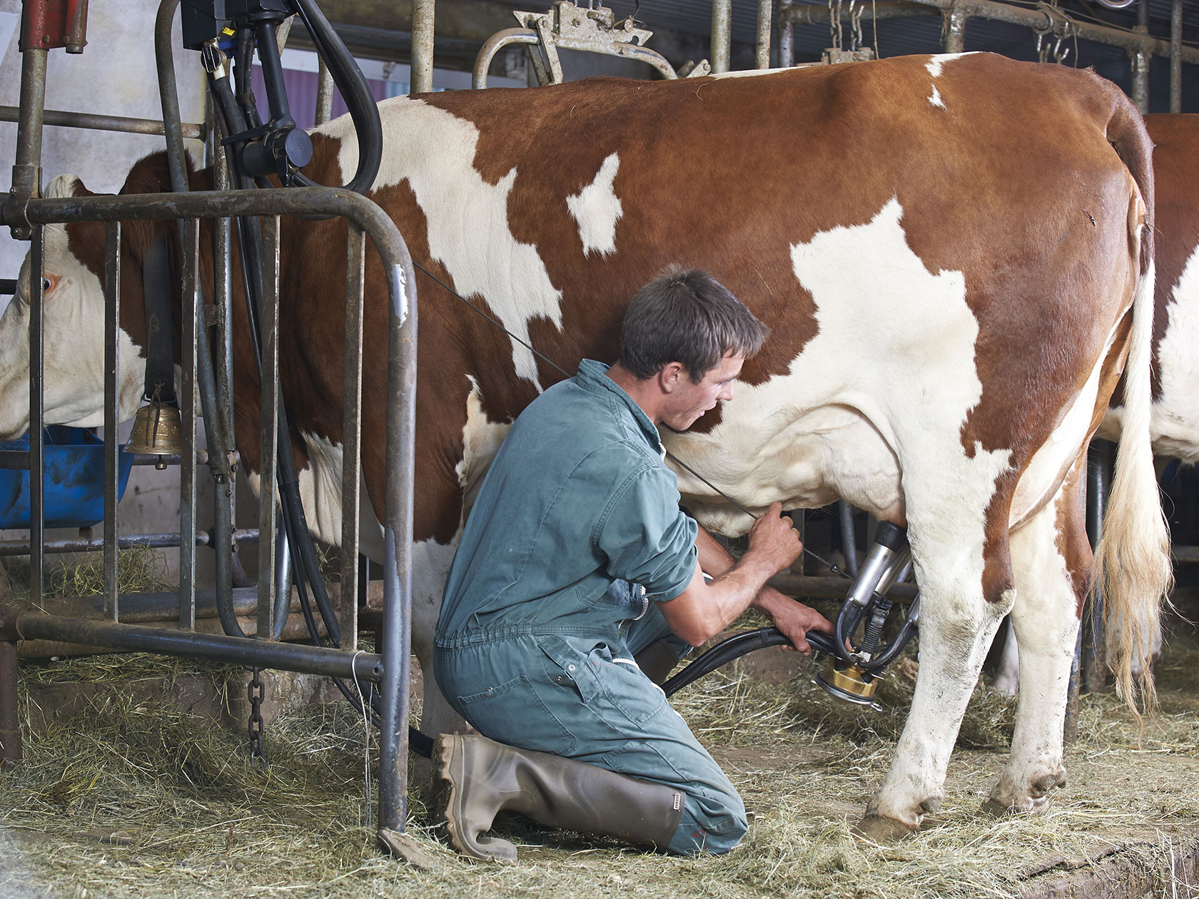 Les conditions d'élevage des vaches • Les Produits Laitiers