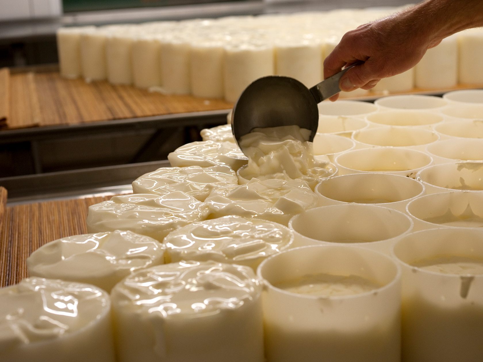 Présure et ferments lactiques : quels rôles dans la fabrication du fromage ?