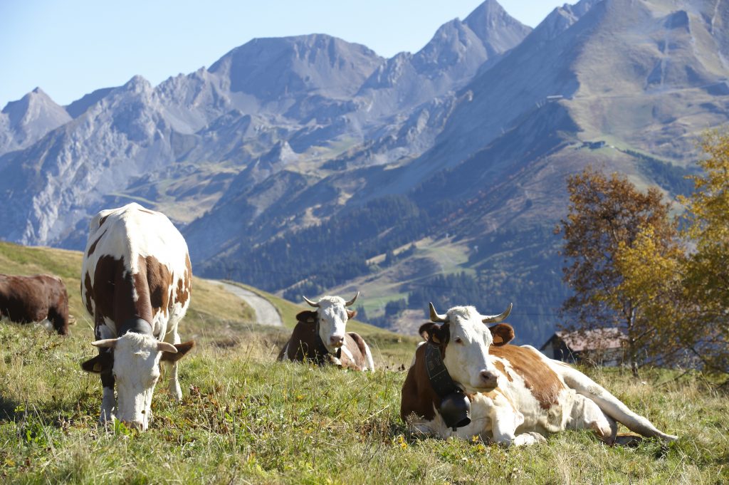 Vaches des montagnes - Playmobil Animaux 6535 - Prix & Rareté Vaches des montagnes - Playmobil Animaux 6535 - Prix & Rareté