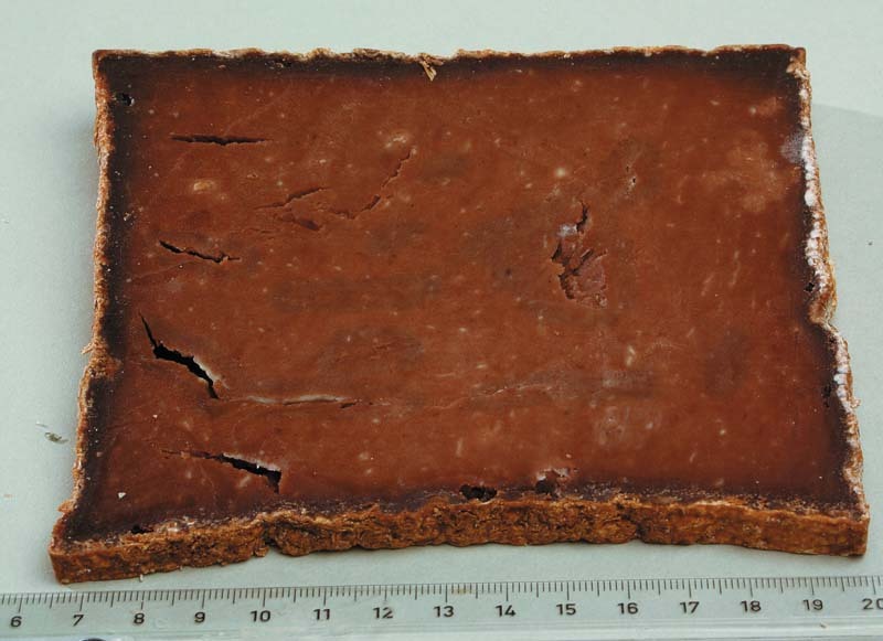 Spinosien à la fève de cacao