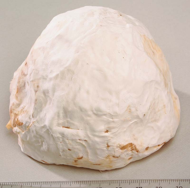 Gaperon fermier • Fromage