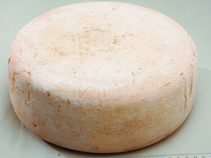 Patte d’ours