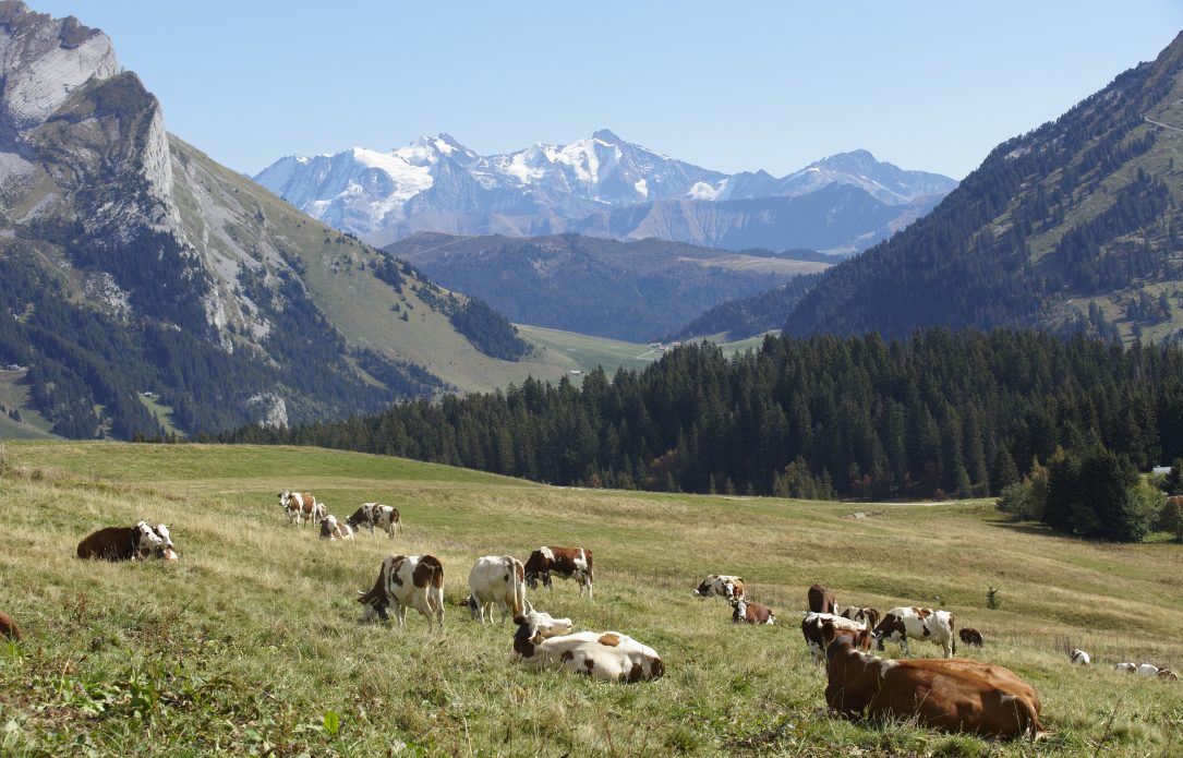 Troupeau de vaches à la montagne