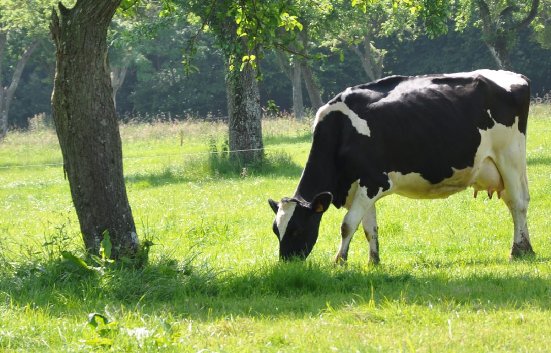 Vache à l'ombre d'un arbre