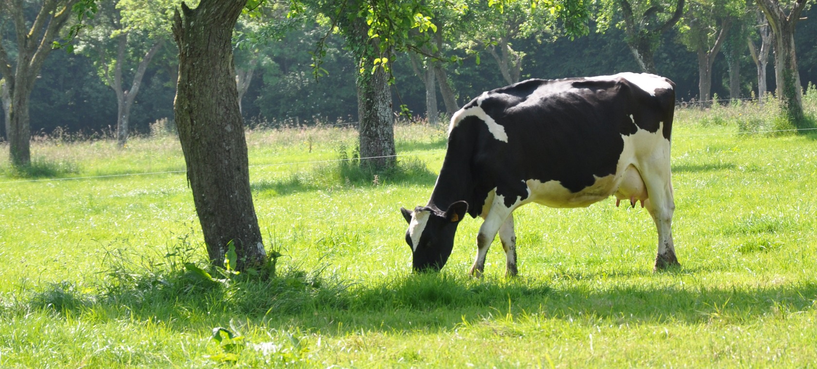 Les conditions d'élevage des vaches • Les Produits Laitiers