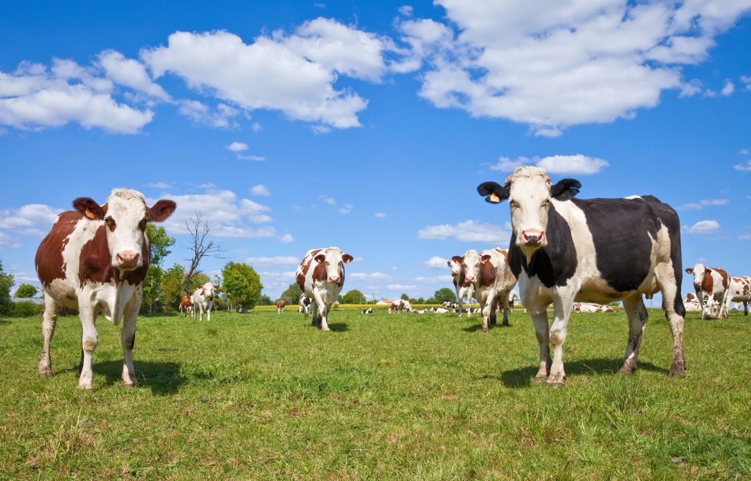 Vache Montbéliarde et paysage de campagne