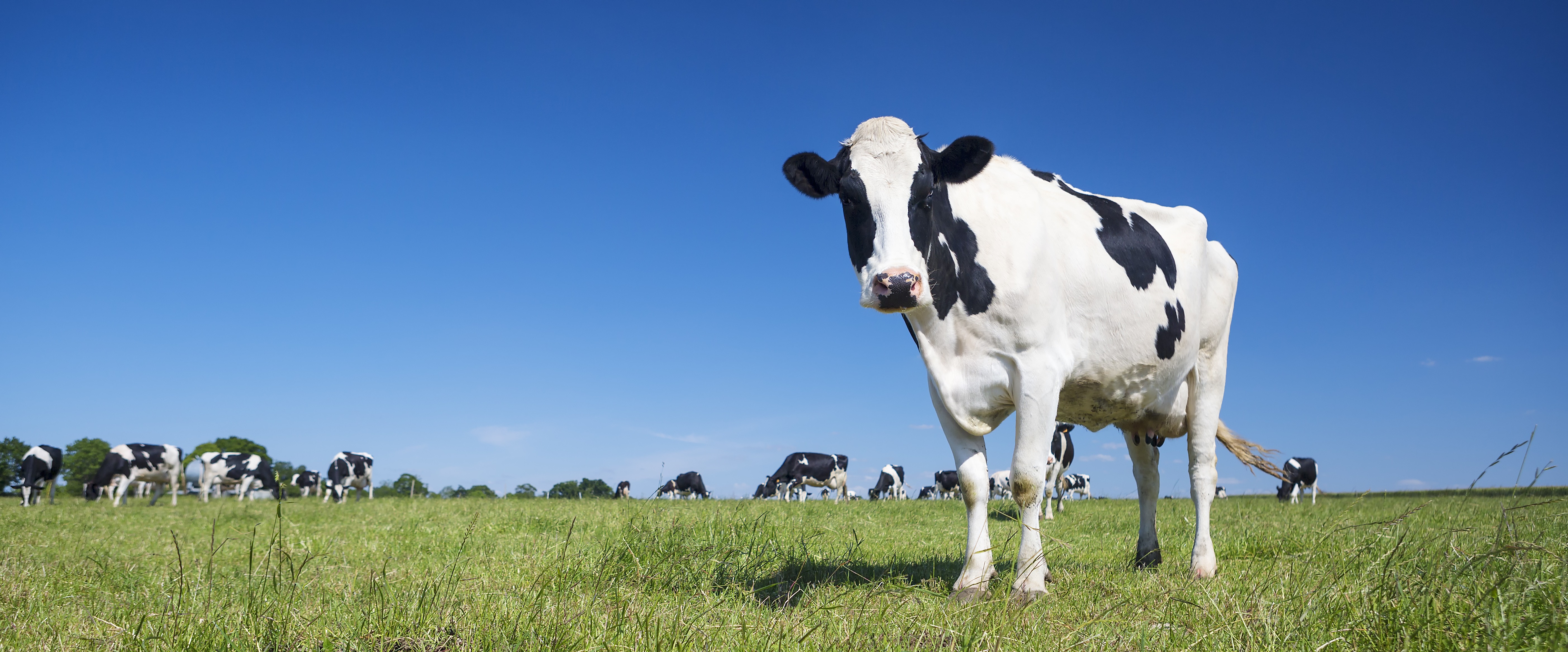 La bouse de vache : une ressource à haute valeur ajoutée • Les Produits  Laitiers