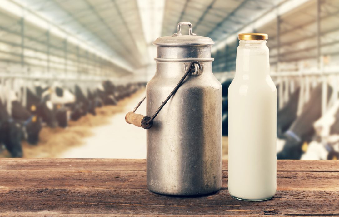 Fromage au lait cru : riche en saveurs