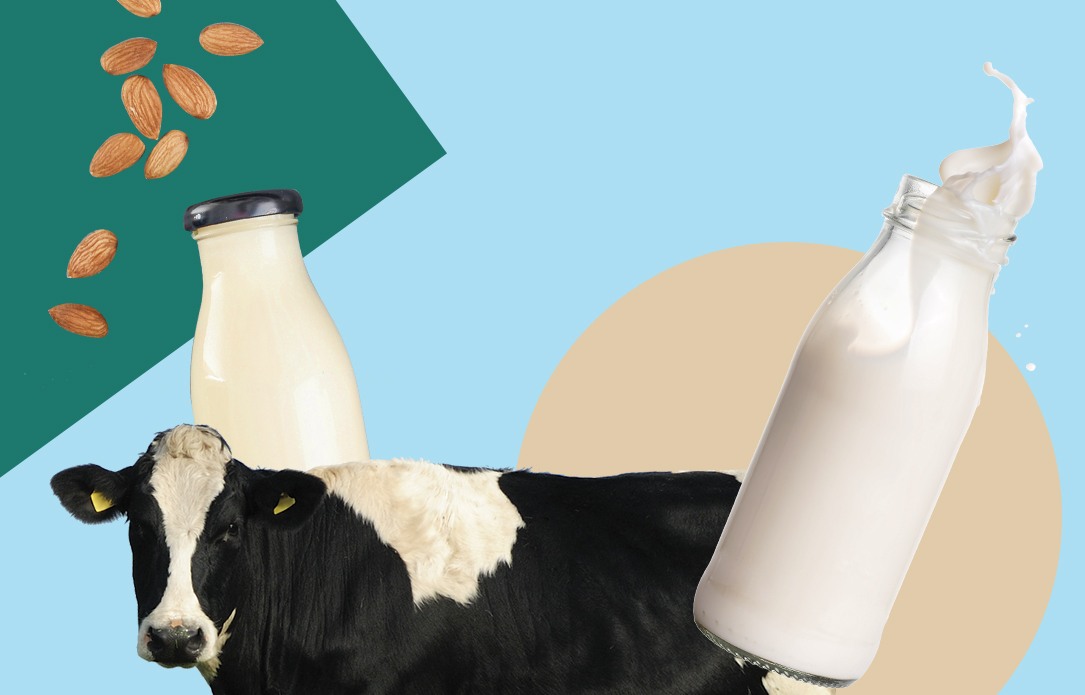 Quelle est la différence entre le lait de vache et les “laits” végétaux ?