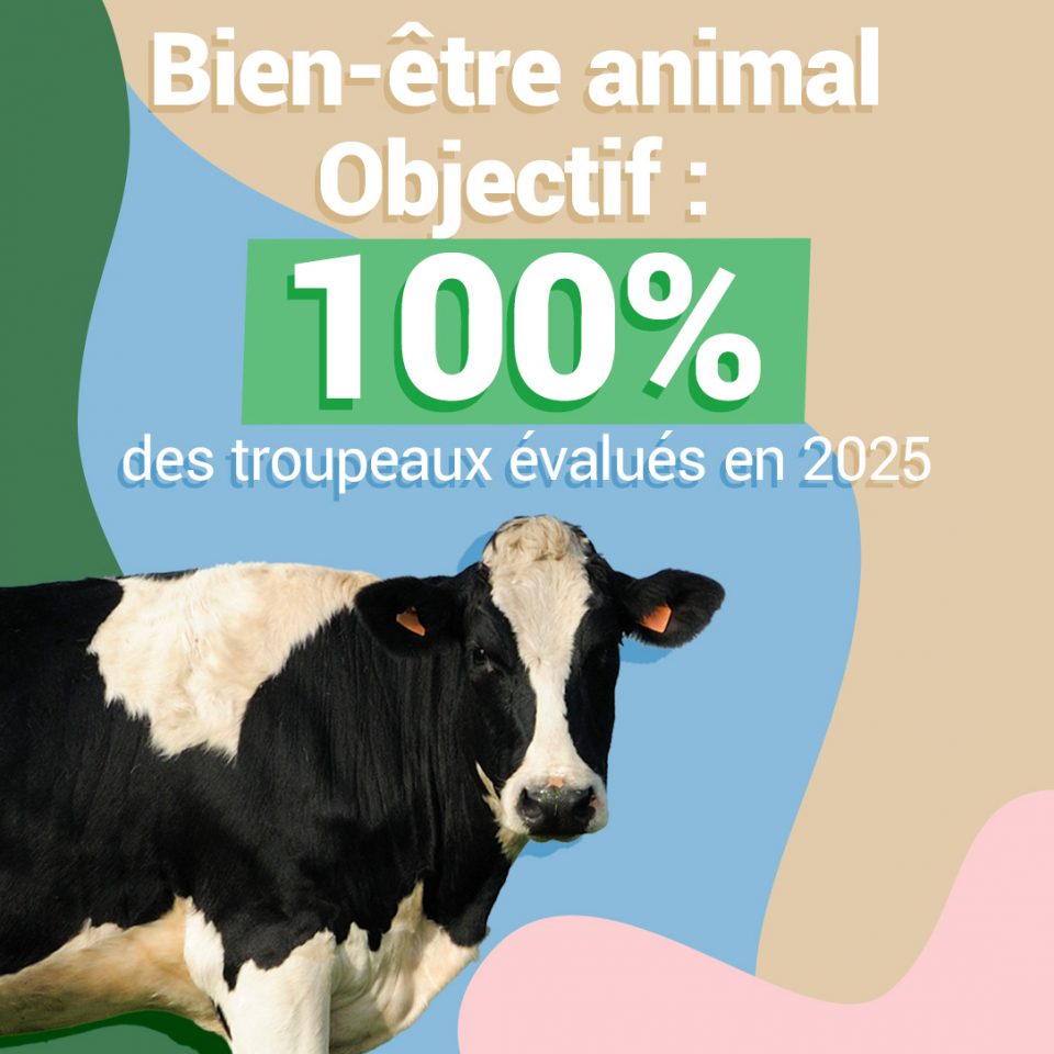 Bien-être animal : objectif 100% des troupeaux évalués en 2025