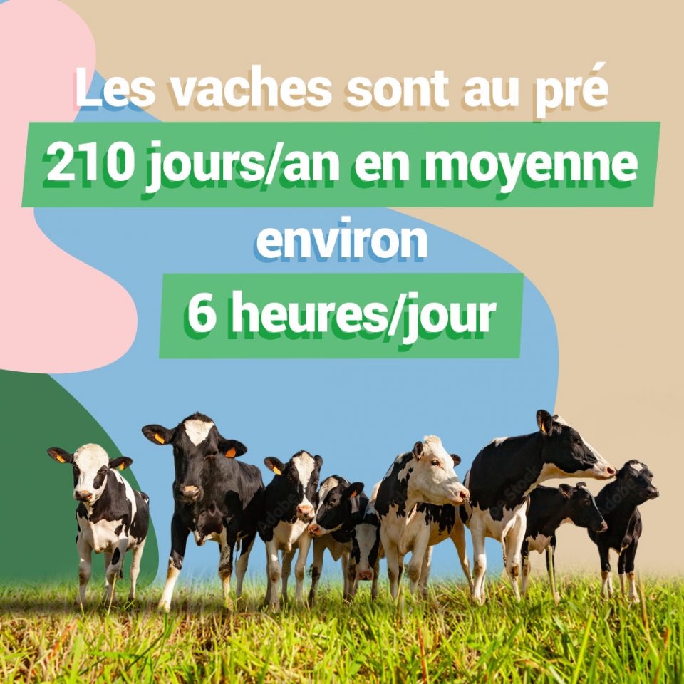 Vaches au pré 210 jours/an environ 6h/jours