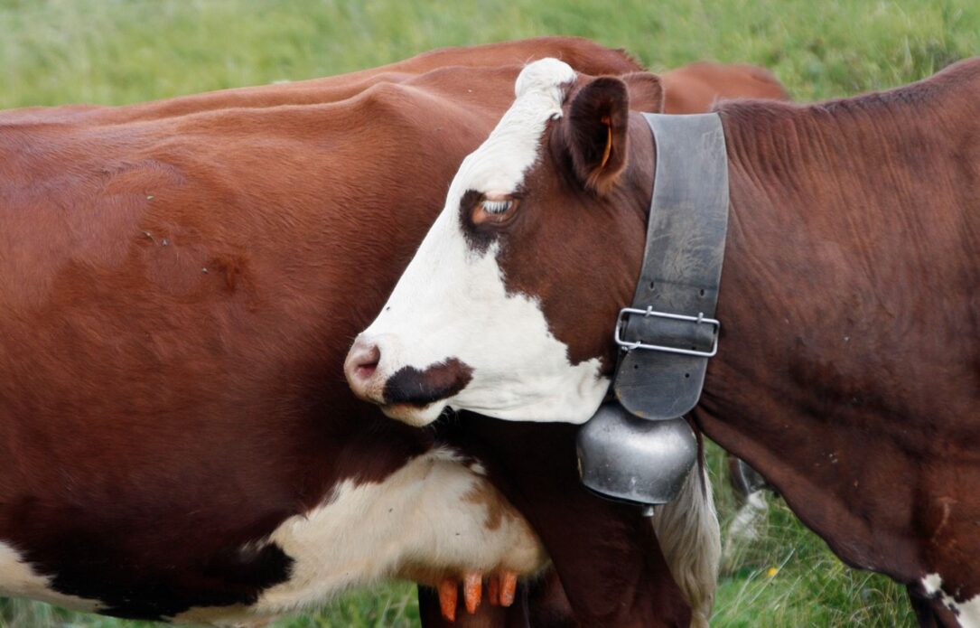 Vaches Abondance