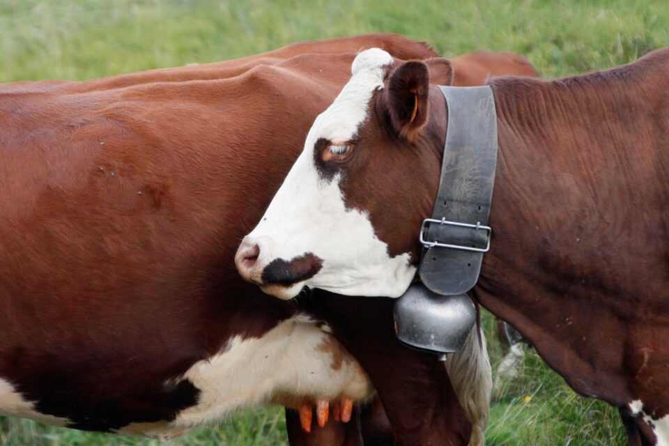 Vaches Abondance
