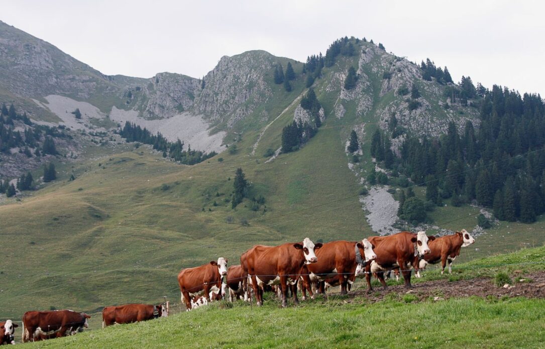 Vaches Abondance en alpage